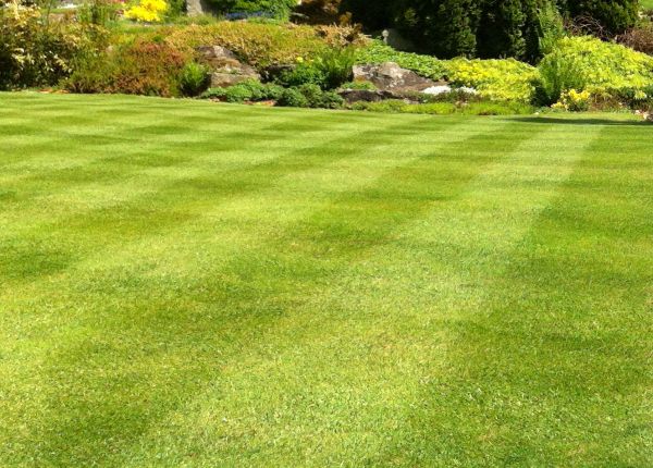 Commercial Grass Cutting in Lima