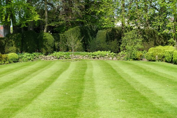Grass Care Service in Lima