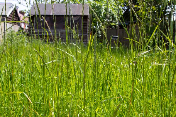 Overgrown Lawn Trimming in Lima