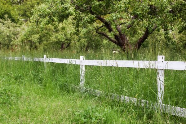 Fence Line Trimming in Lima