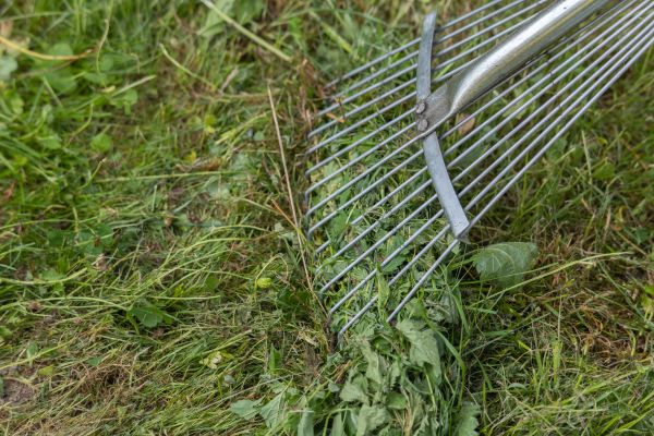 Thatch Raking in Lima