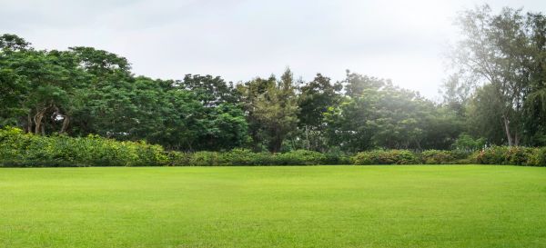 Golf Course Mowing in Lima