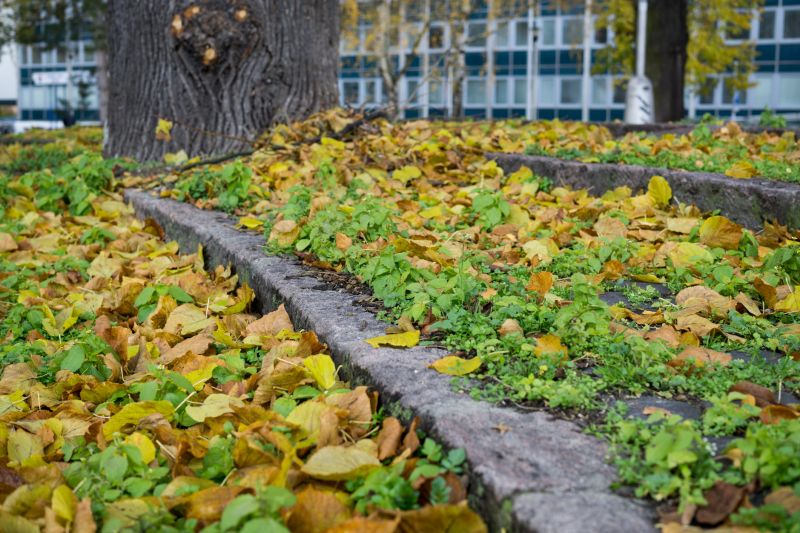 Yard with Fallen Leaves
